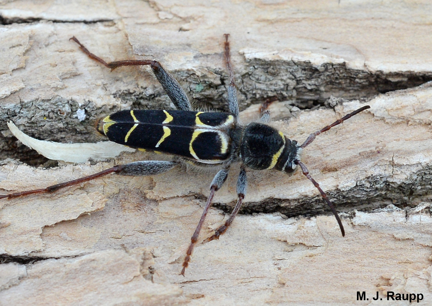 It is easy to see why adult Banded Ash Borers belong to the family known as longhorned beetles.