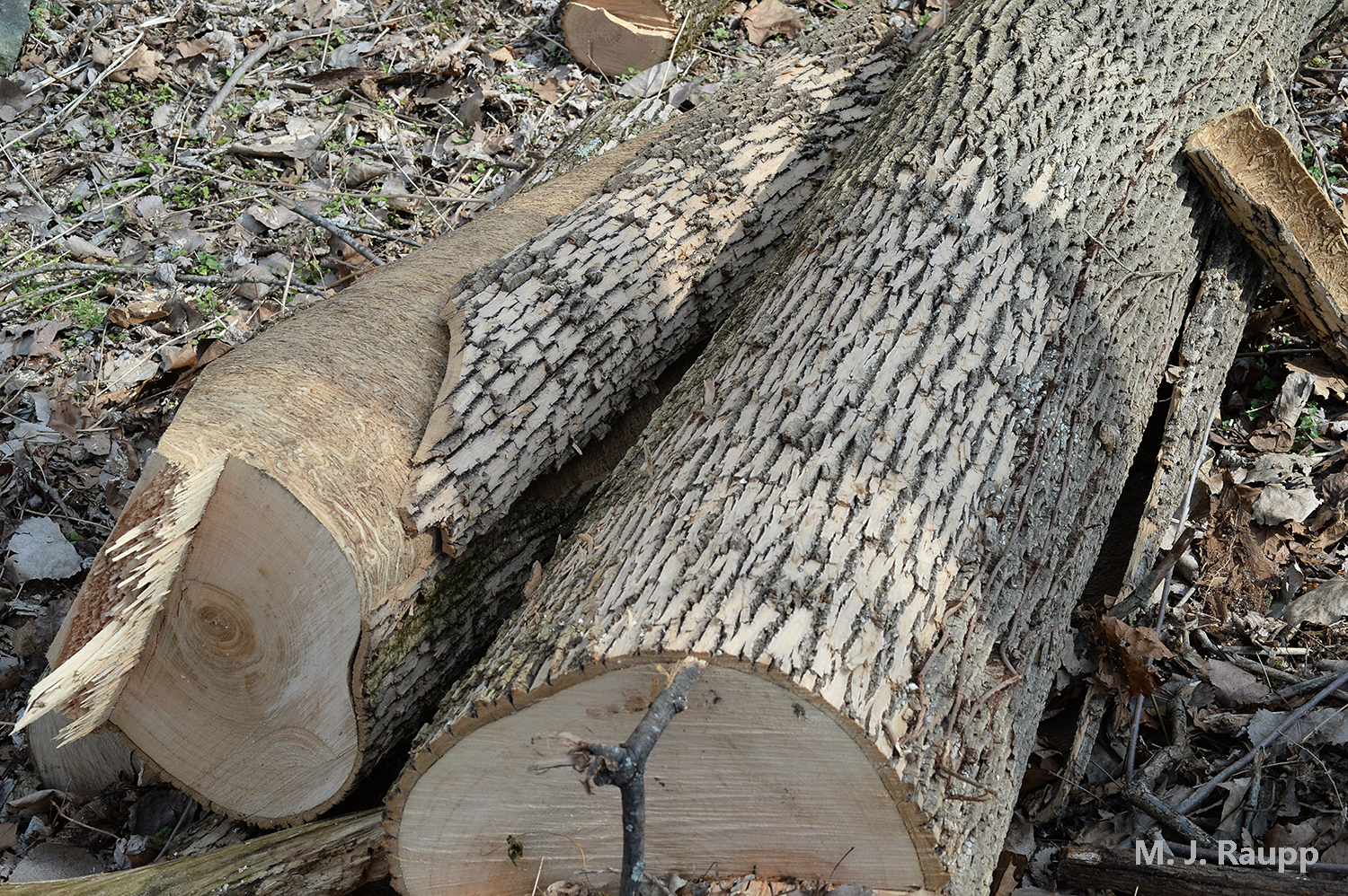 Freshly felled ashes along the Potomac are the perfect place for Banded Ash Borers to raise their brood.