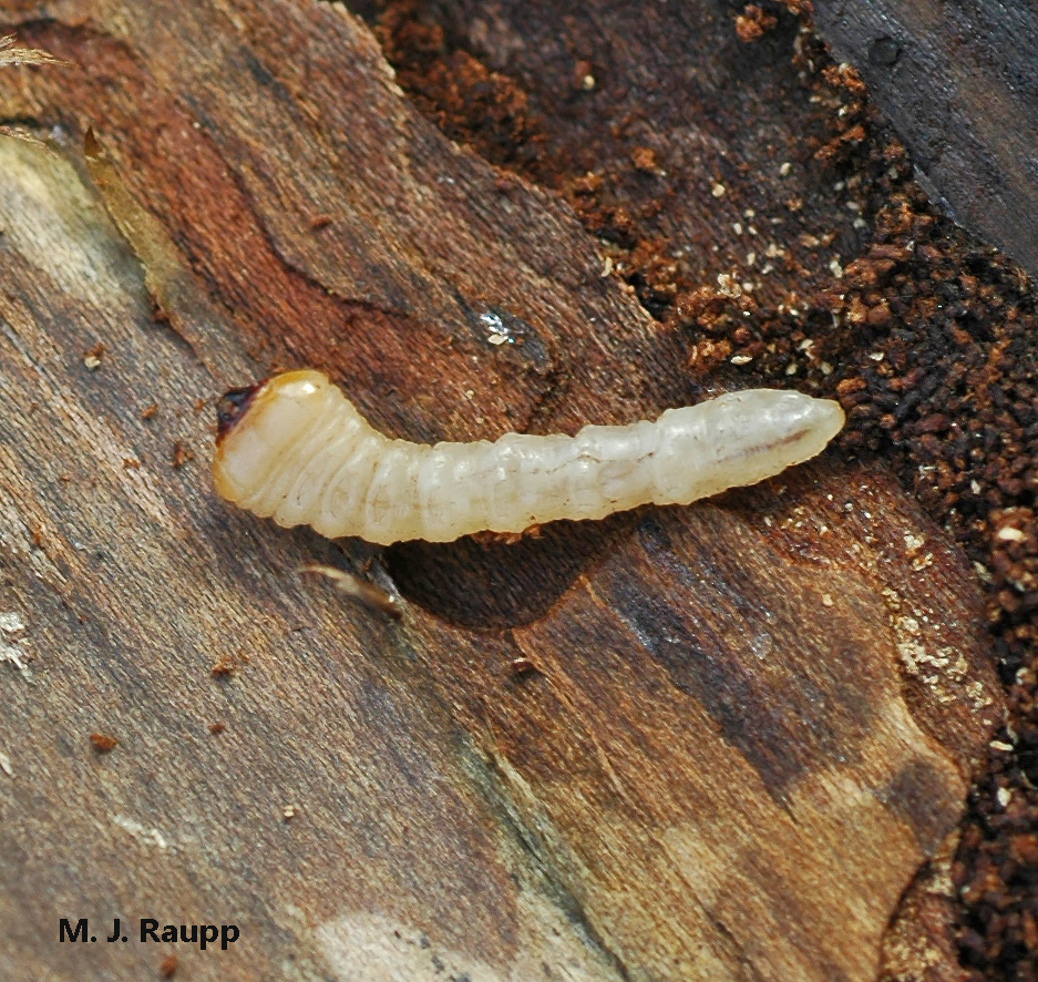 Creamy colored larvae of the Banded Ash Borer and their kin go by the name of roundheaded borers.