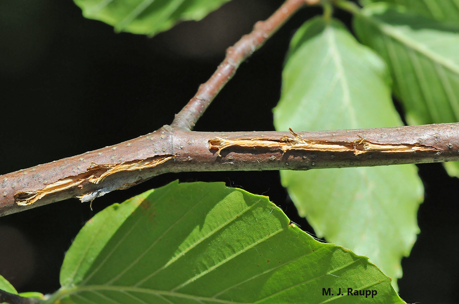 Egg nests on many trees attest to the reproductive success of cicadas above ground this year. In a few weeks, nymphs will hatch and plummet to earth seeking plant roots on which to feed. Good luck underground, you wild early risers!