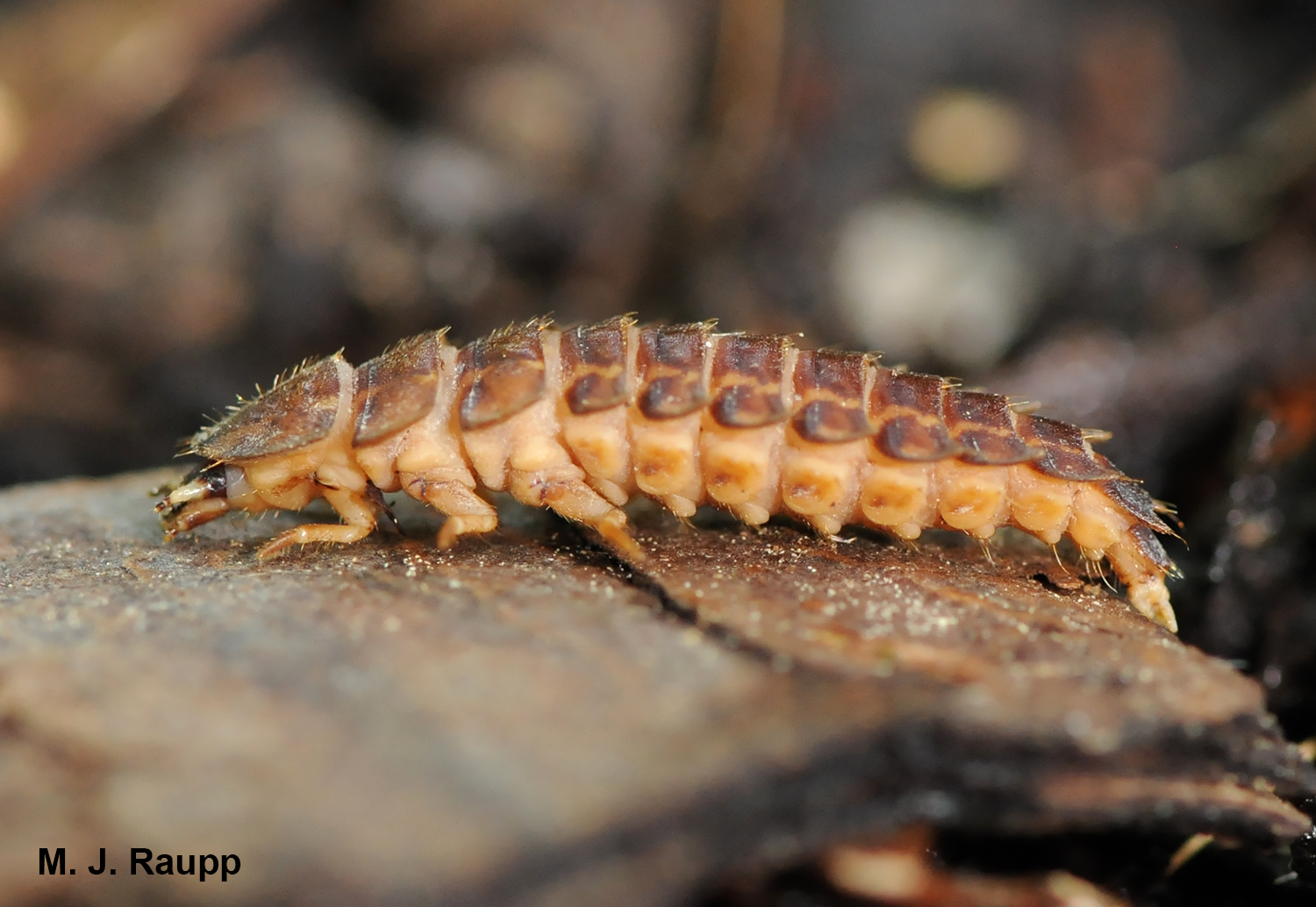 Glowworms, the larval stage of lightning bugs, patrol the soil in search of worms, slugs, and other soft-bodied invertebrates that are their prey.