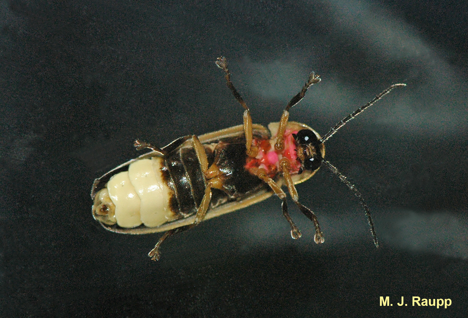 Giant eyes help fireflies detect flashes of their mates. Lightly colored terminal segments of the abdomen house the organs that produce the magical light of the firefly.