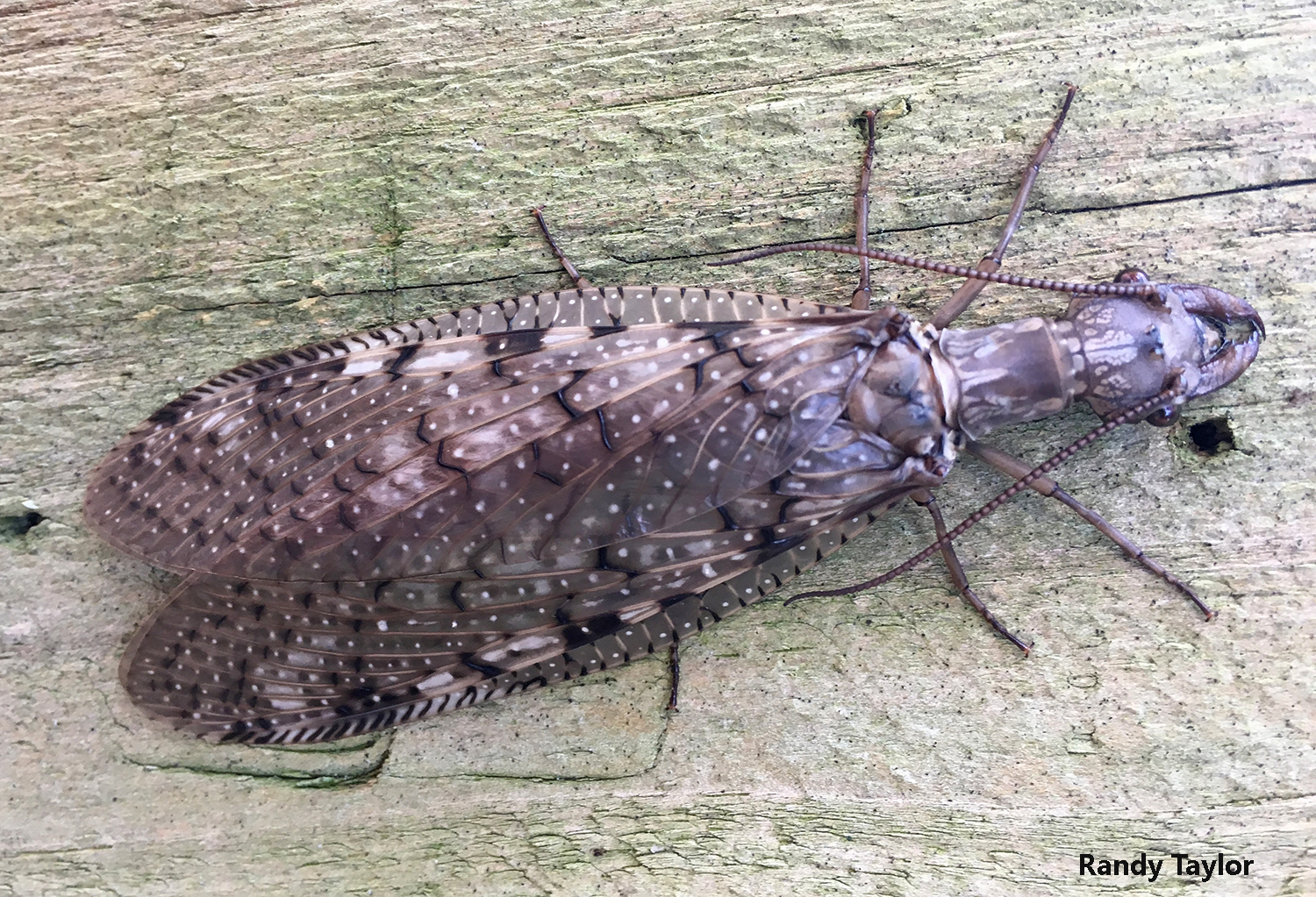 An image of this lovely female dobsonfly was one of several recently sent to Bug of the Week for identification. Photo credit: Randy Taylor