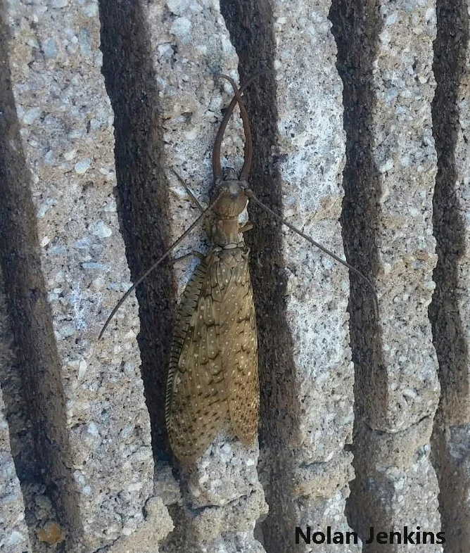 Extremely long mandibles of male dobsonflies are used to battle rivals. Photo credit: Nolan Jenkins