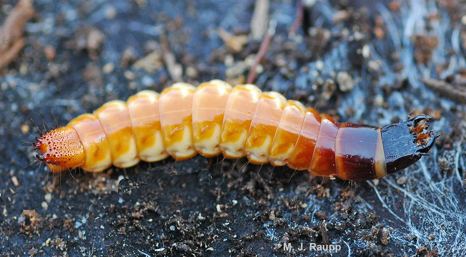 The larva of the eyed elater has powerful jaws to kill its prey. 