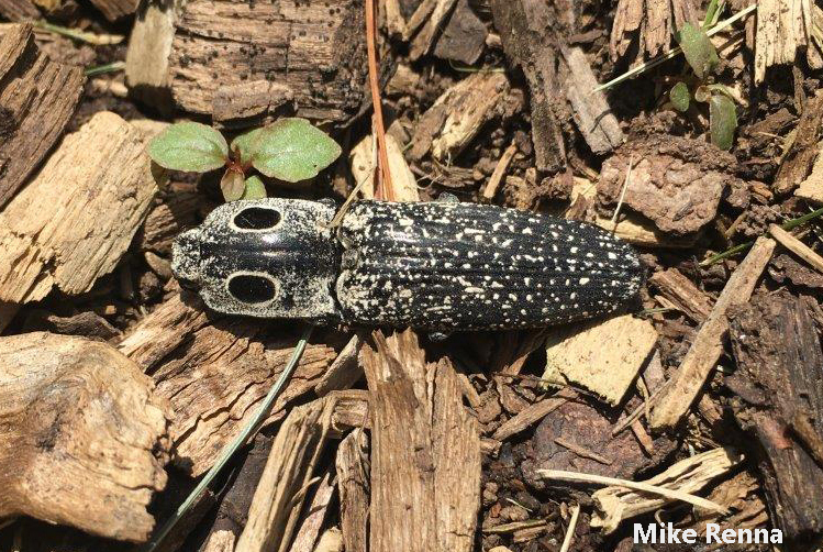 False eyespots may help the eyed click beetle look scary to predators. Photo credit Mike Renna