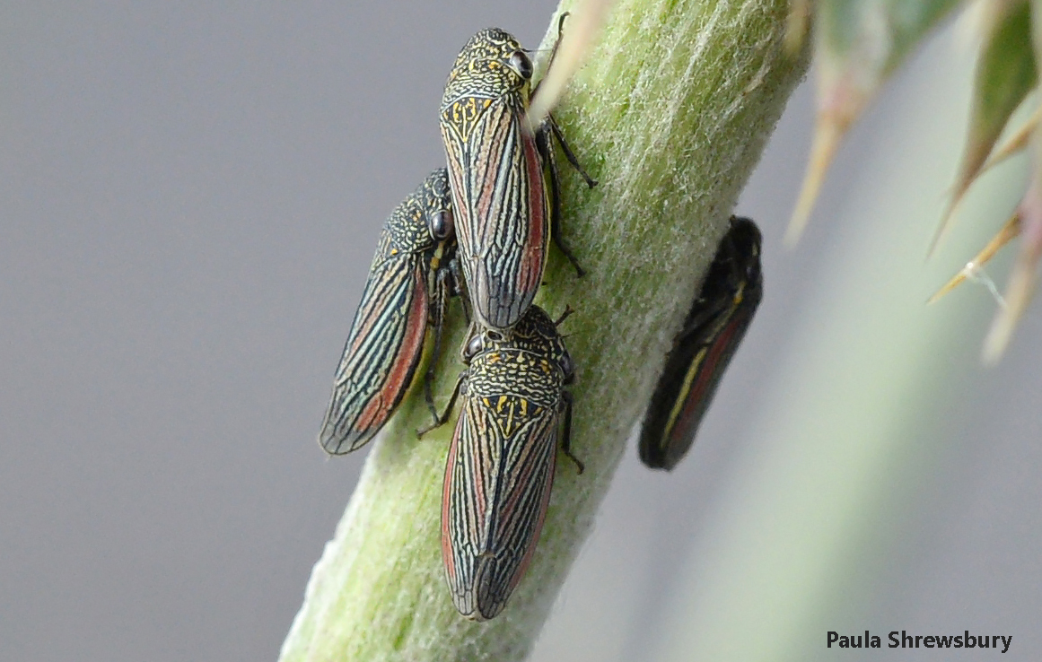 Sharpshooters are among the most beautiful of all insects. Photo credit: Paula Shrewsbury