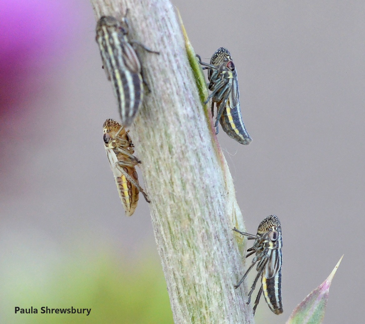 Enlarged snouts of these sharpshooter nymphs house strong muscles that pump xylem fluid from the stem. Photo credit: Paula Shrewsbury