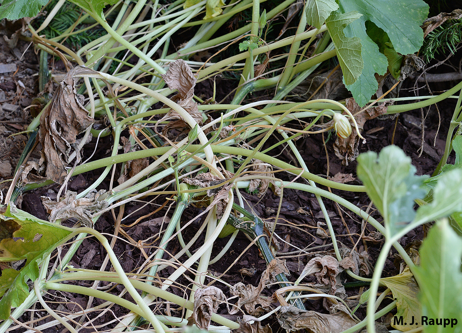 Just drought, or is something nefarious behind my wilted vines?