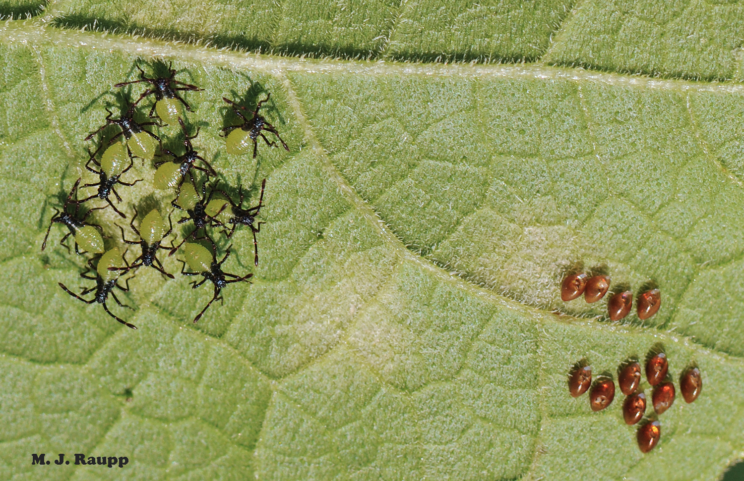 Green and black squash bug nymphs huddle just after hatching from nearby eggs.