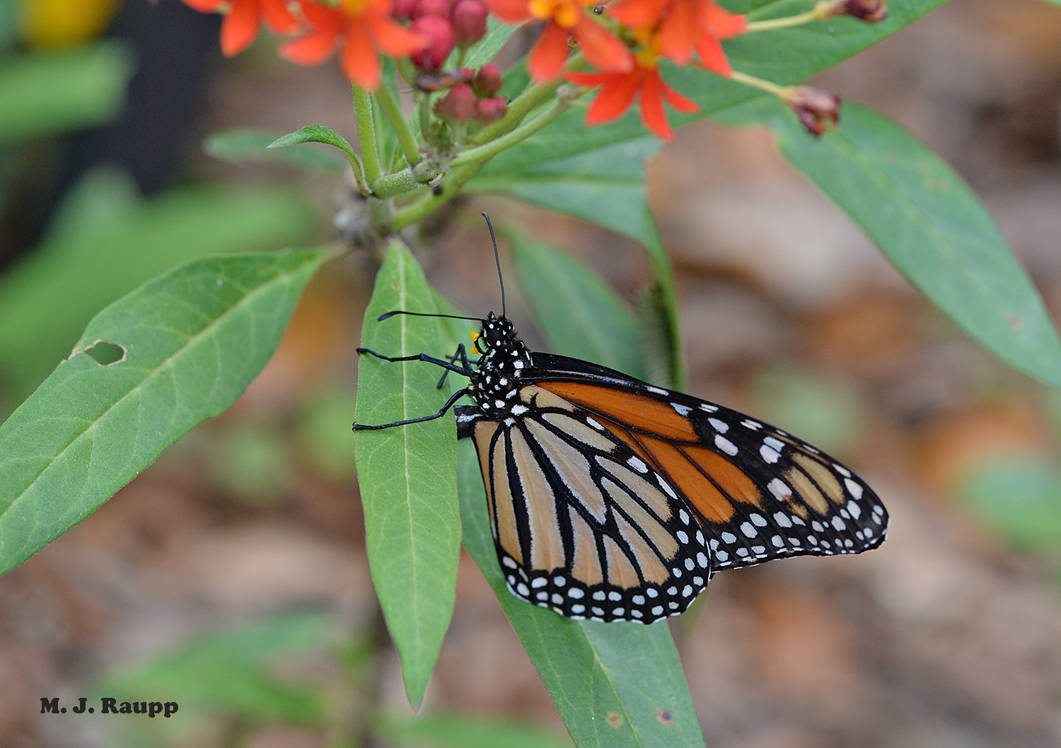 Bending her abdomen beneath the leaf, the female monarch deposits an egg.
Normal
0
false
false
false
EN-US
X-NONE
X-NONE
/* Style Definitions */
table.MsoNormalTable
{mso-style-name:"Table Normal";
mso-tstyle-rowband-size:0;
mso-tstyle-colband-size:0;
mso-style-noshow:yes;
mso-style-priority:99;
mso-style-parent:"";
mso-padding-alt:0in 5.4pt 0in 5.4pt;
mso-para-margin-top:0in;
mso-para-margin-right:0in;
mso-para-margin-bottom:10.0pt;
mso-para-margin-left:0in;
line-height:115%;
mso-pagination:widow-orphan;
font-size:11.0pt;
font-family:"Calibri","sans-serif";
mso-ascii-font-family:Calibri;
mso-ascii-theme-font:minor-latin;
mso-hansi-font-family:Calibri;
mso-hansi-theme-font:minor-latin;
mso-bidi-font-family:"Times New Roman";
mso-bidi-theme-font:minor-bidi;}