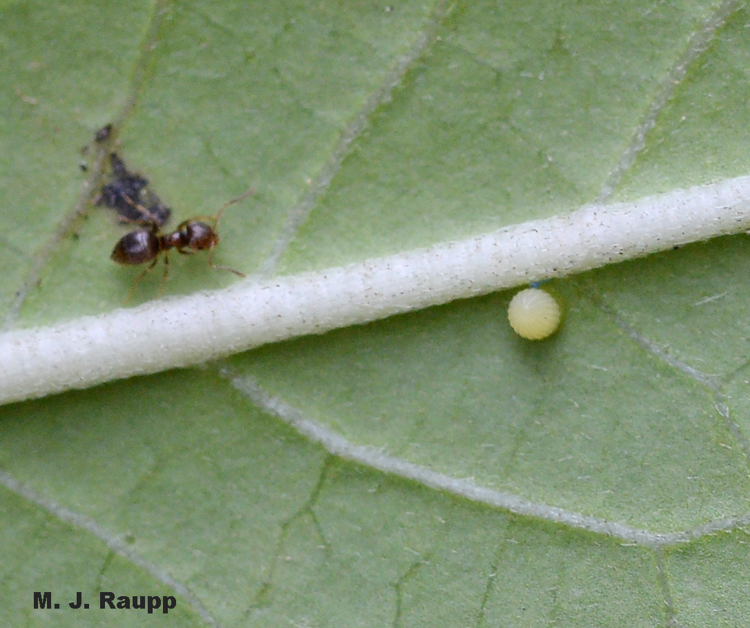 Eggs are laid singly by the female monarch, a process she repeats hundreds of times.