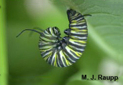 The fully-grown caterpillar assumes the “J” position just before pupation. 