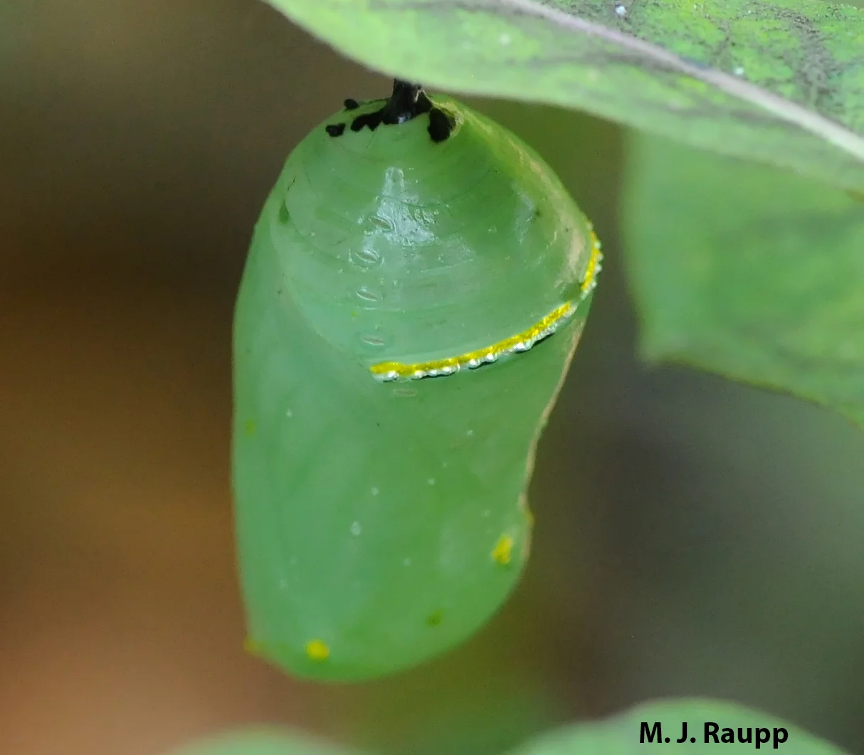 The monarch’s chrysalis is among the most beautiful in the entire realm of butterflies.