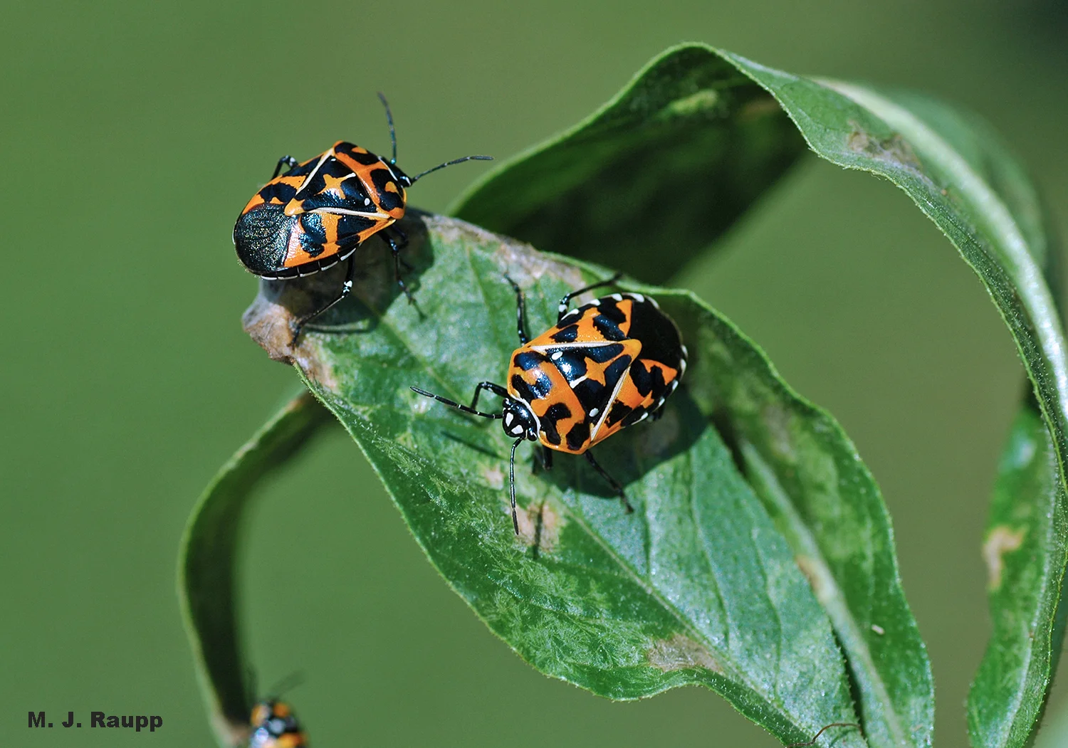 Two brightly colored harlequin bugs warn predators of their nasty flavor and send the message “don’t eat me”.