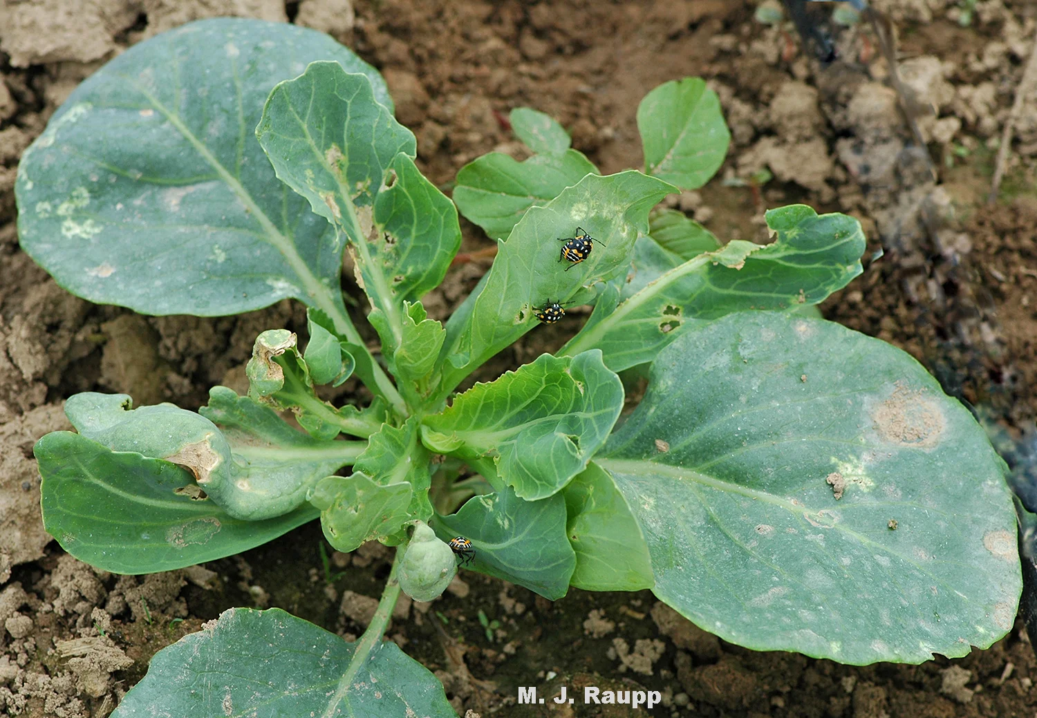 This poor cabbage has been probed and sucked by harlequin bugs and the distorted, shriveled leaves tell the tale. 