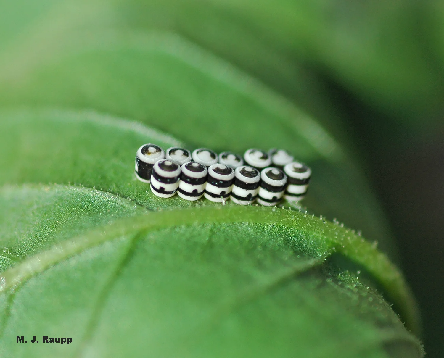 Distinctive barrel shaped eggs colored black and white are an excellent clue that harlequin bugs are about.