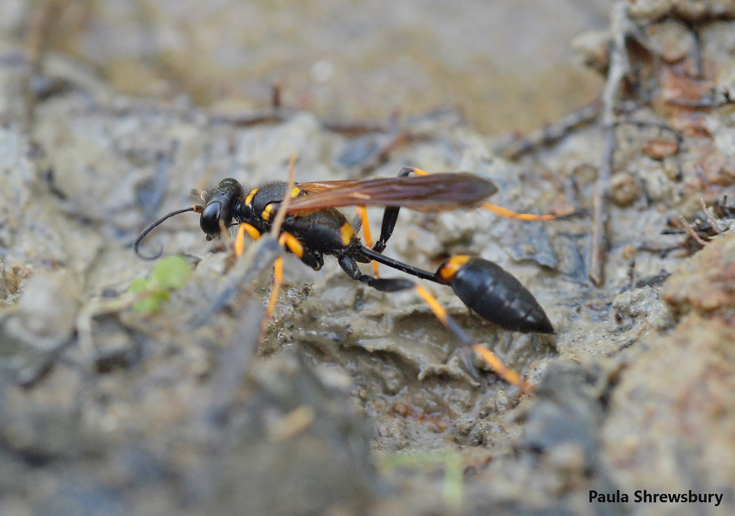 Everything You Need to Know About Mud Daubers