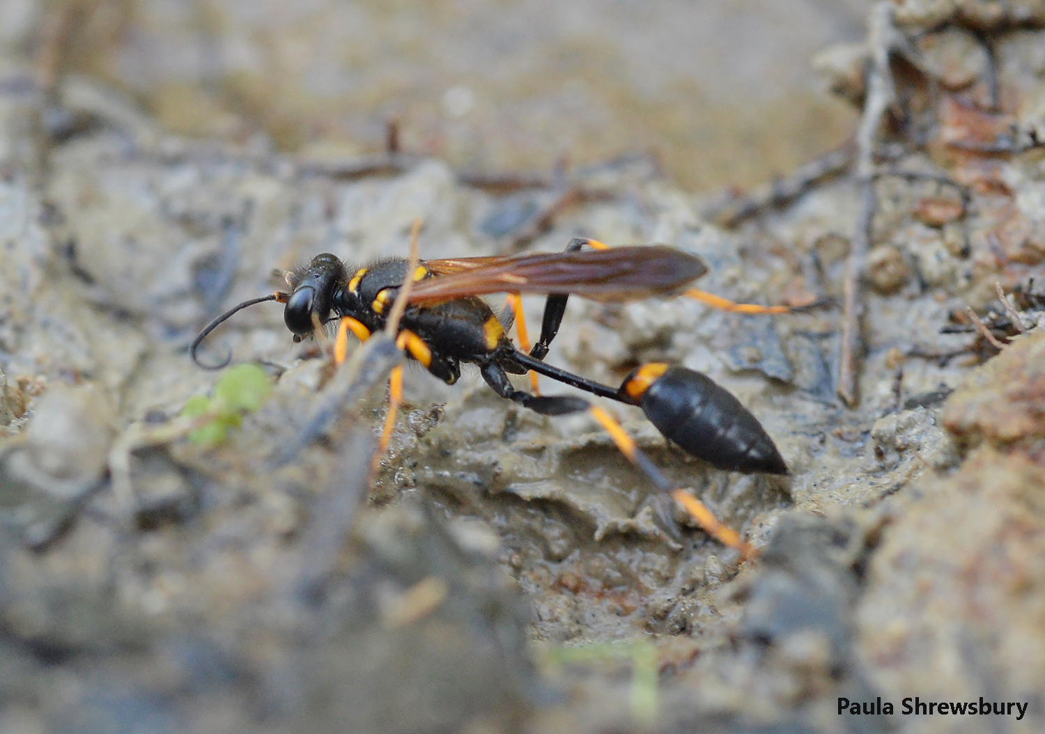 A beautiful black and yellow mud dauber prepares to gather mud at the water’s edge of the mighty Shenandoah. Photo credit: Paula Shrewsbury