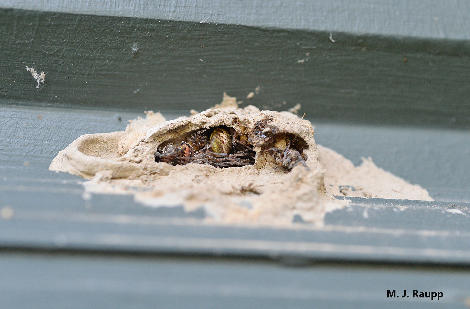 Several juicy paralyzed spiders await the hungry jaws of a mud dauber larva inside their clay crypt. 