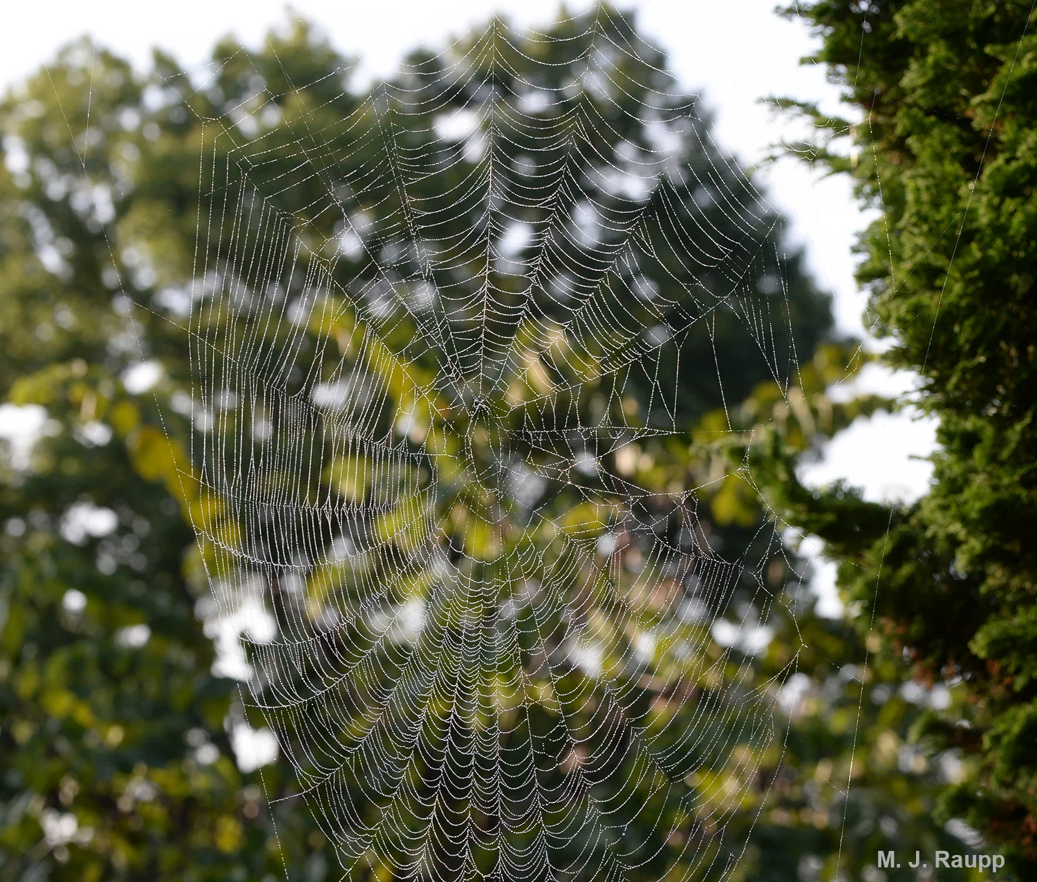 A fine morning mist reveals the beautiful web of a spotted orbweaver. 