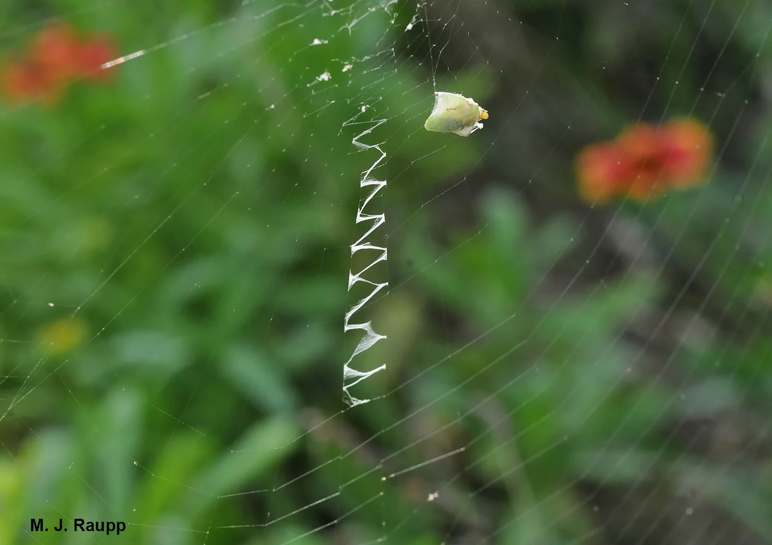 A stabilimentum of heavy silk adorns the center of this web.