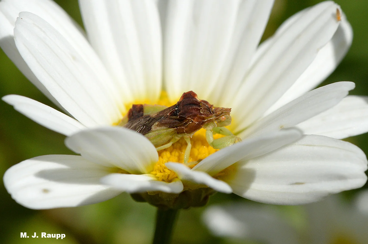 In meadows and gardens members of the aster family are favored hunting grounds for ambush bugs.