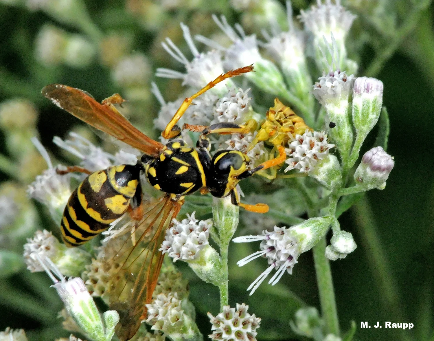 A yellow and brown ambush bug gives a small wasp a perfidious kiss.
