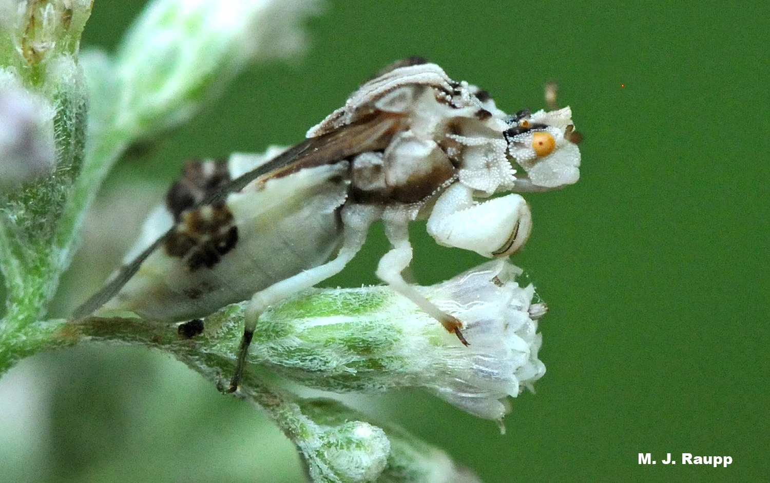 Greatly enlarged forelegs enable the ambush bug to snare its victim like a catcher snaring a wild pitch.
