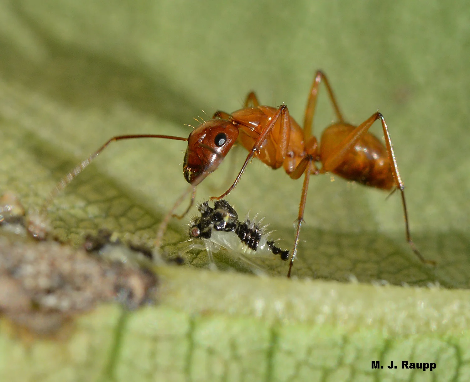 A fierce ant stands guard over a strange treehopper nymph.