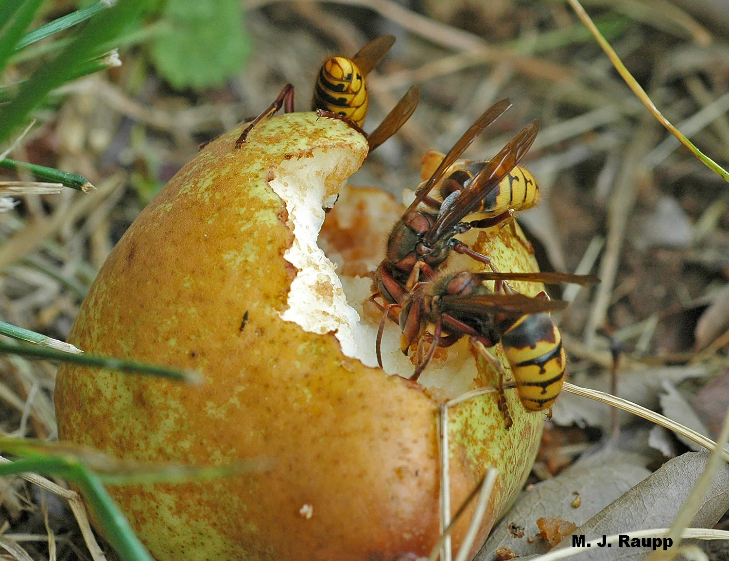 Fallen fruit are a favored source of nutrients for many stinging insects. Please don’t go barefoot near fruit trees in autumn lest you have a zesty surprise.