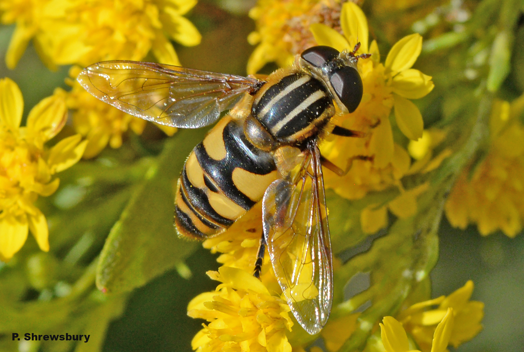 Flies That Mimic Wasps Masquerading Syrphid Fly Helophilus Sp — Bug 
