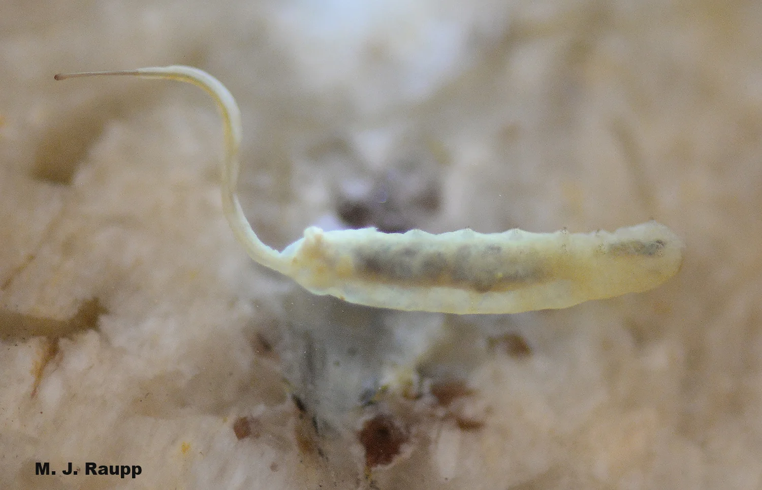 Unlike some larvae of flower flies that are fierce predators, the larvae of Helophilus live in aquatic or semiaquatic habitats and are called rat-tailed maggots by virtue of a long breathing tube on their rear end. 