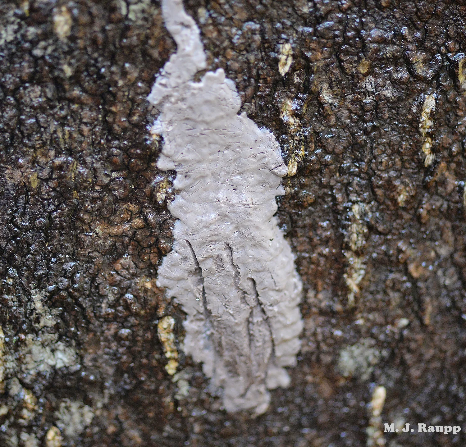 It’s easy to see how the non-descript egg masses of the lanternfly like this one on the bole of a tree sneak past human detection and move about the world.