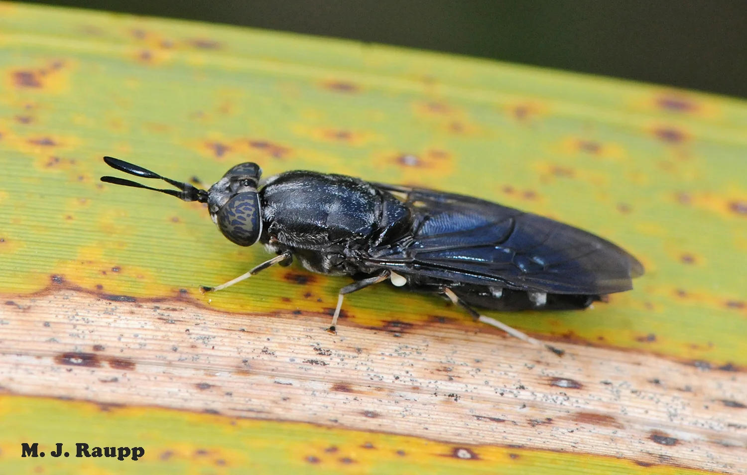 Black soldier flies have a wasp-like appearance but pose no threat to humans or pets.