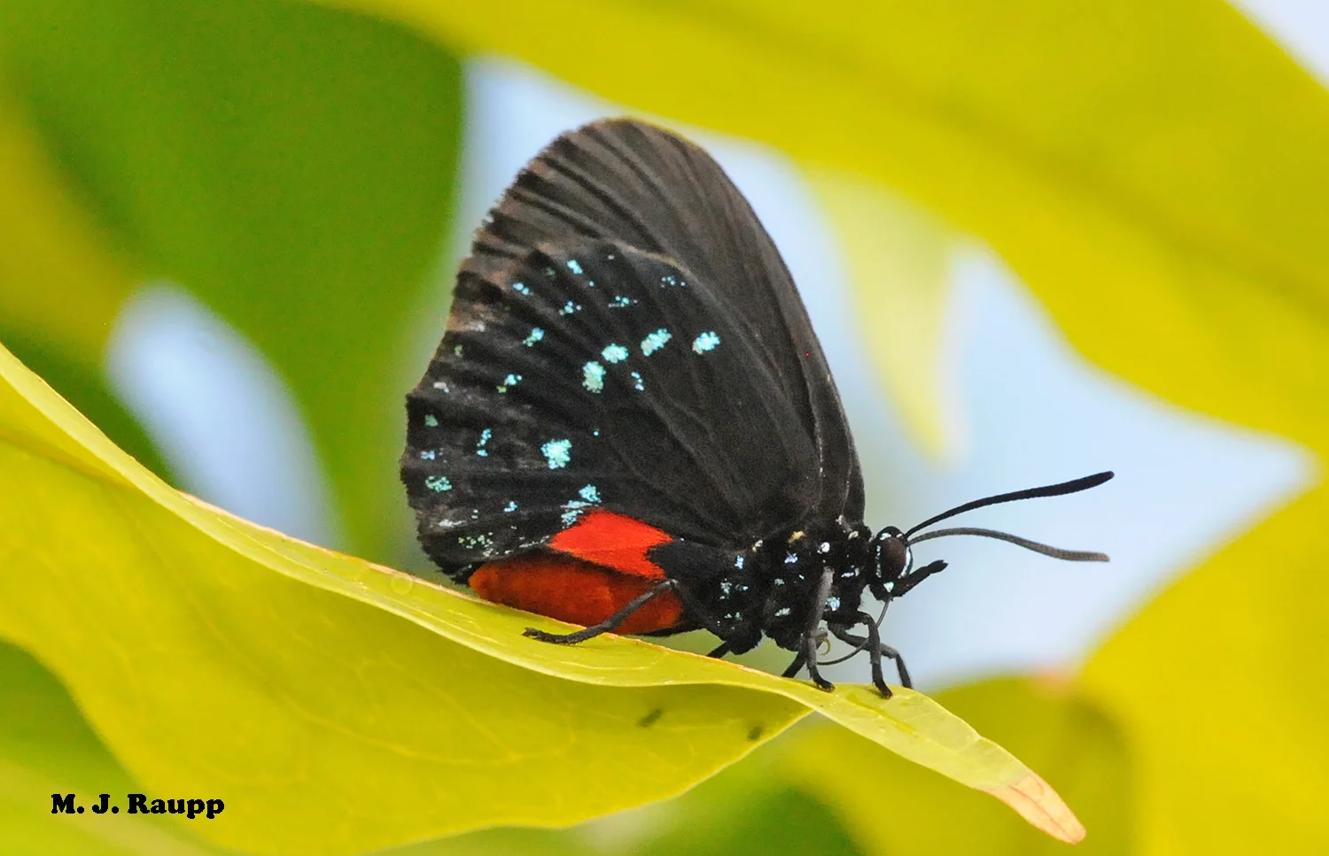 Bright colors of the Atala butterfly advertise a nasty meal and warn predators not to take a bite.