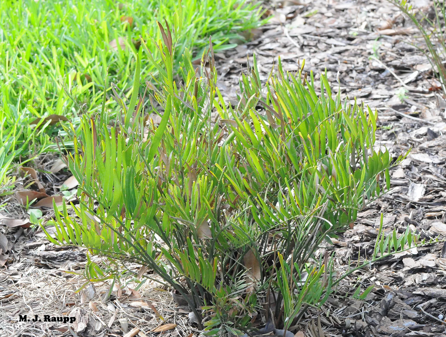 Widespread planting of cycads in landscapes support the return of the Atala in Florida.