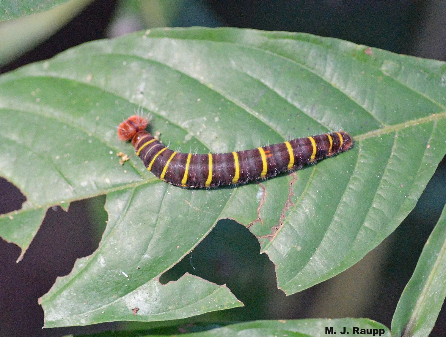 
Contrasting yellow bands against an umber background may warn predators of the unpalatability of this skipper caterpillar.
Normal
0
false
false
false
EN-US
X-NONE
X-NONE
/* Style Definitions */
table.MsoNormalTable
{mso-style-name:"Table Normal";
mso-tstyle-rowband-size:0;
mso-tstyle-colband-size:0;
mso-style-noshow:yes;
mso-style-priority:99;
mso-style-parent:"";
mso-padding-alt:0in 5.4pt 0in 5.4pt;
mso-para-margin-top:0in;
mso-para-margin-right:0in;
mso-para-margin-bottom:10.0pt;
mso-para-margin-left:0in;
line-height:115%;
mso-pagination:widow-orphan;
font-size:11.0pt;
font-family:"Calibri","sans-serif";
mso-ascii-font-family:Calibri;
mso-ascii-theme-font:minor-latin;
mso-hansi-font-family:Calibri;
mso-hansi-theme-font:minor-latin;}