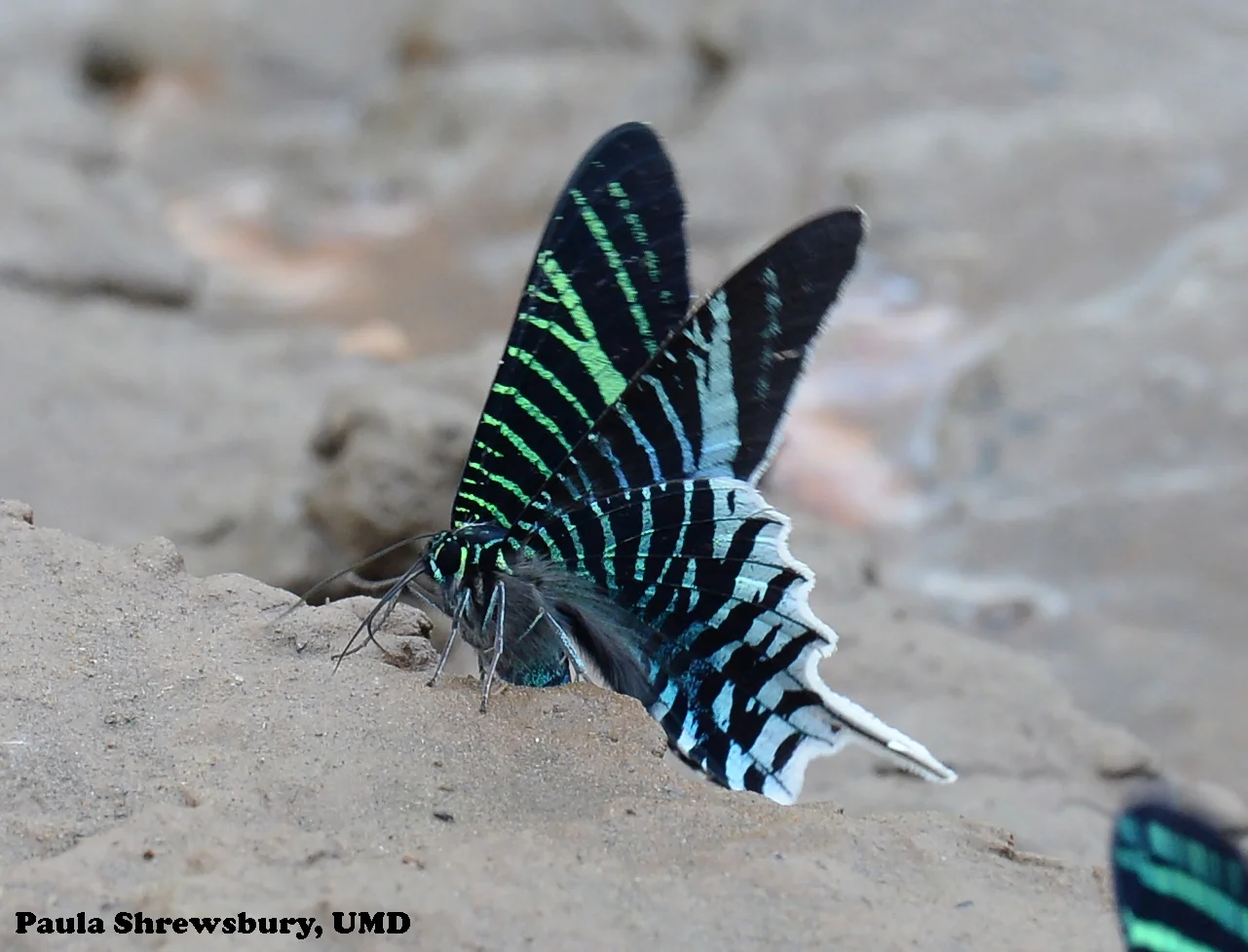 Soil on the bank of the Tambopata River supplies vital nutrients to a Urania moth.