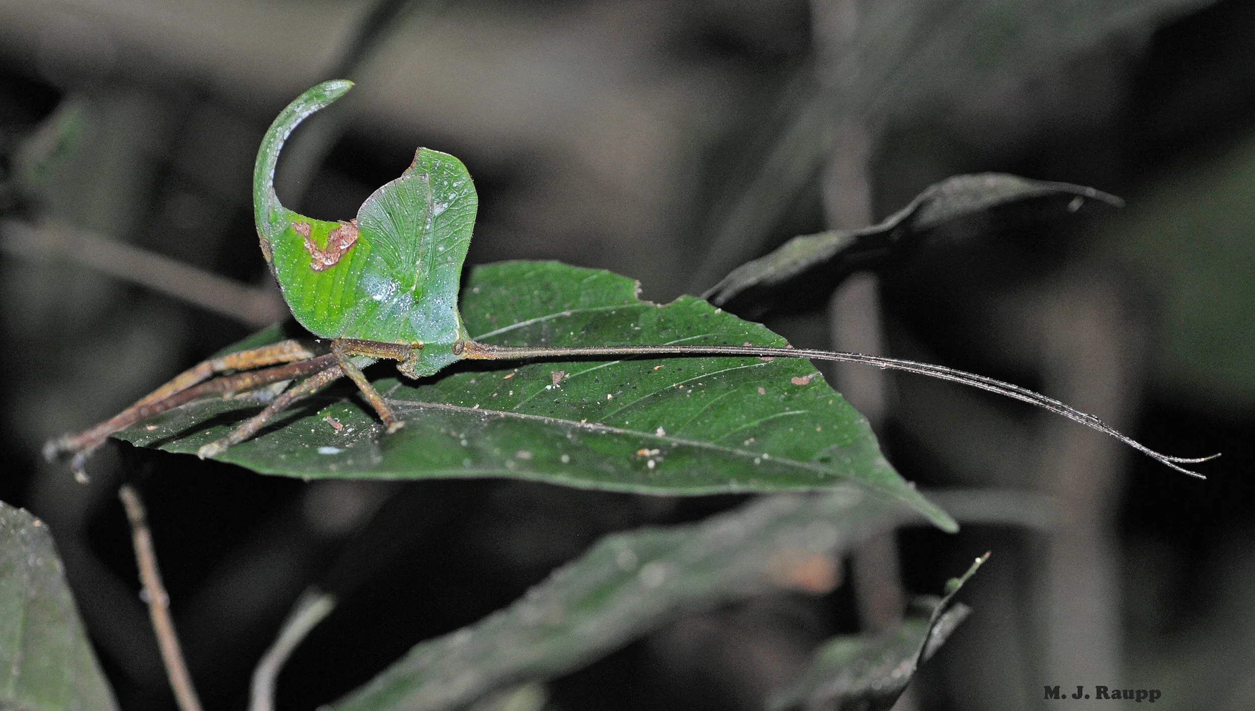 Caught in the glare of flashlight, a kneeling katydid depends on its leaf-like appearance to escape searching eyes of hungry predators.
