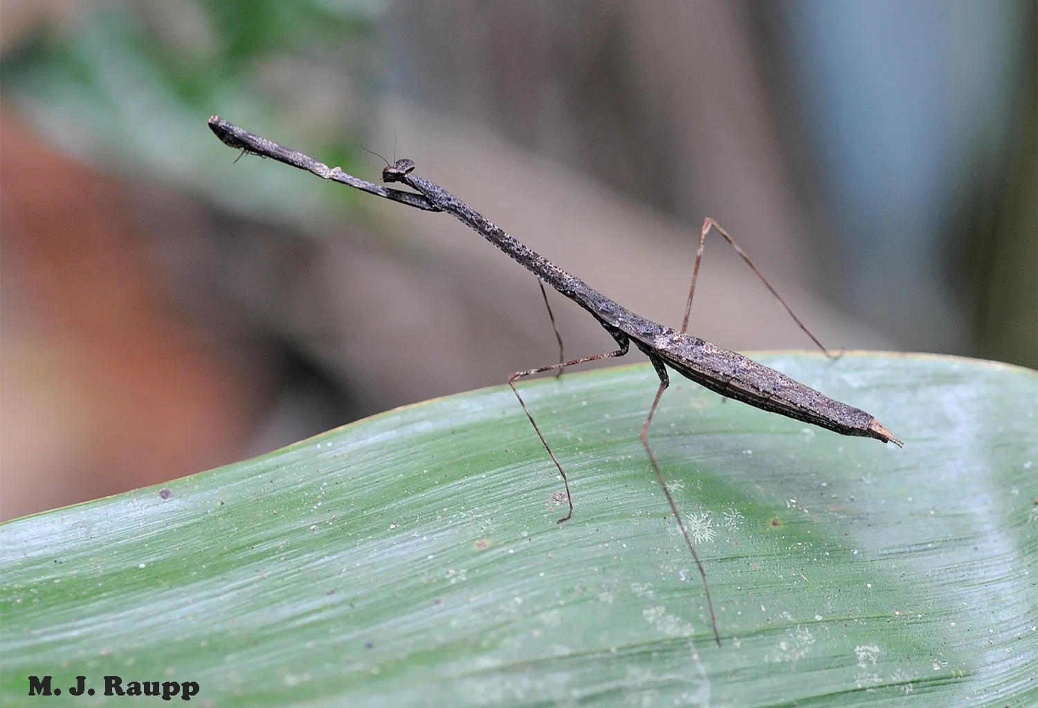 Greatly elongated limbs, twig-brown coloration, and the ability to remain motionless seemingly for hours, give this rainforest mantis a look that says, “Don’t bother with a second look, I’m just a twig.”