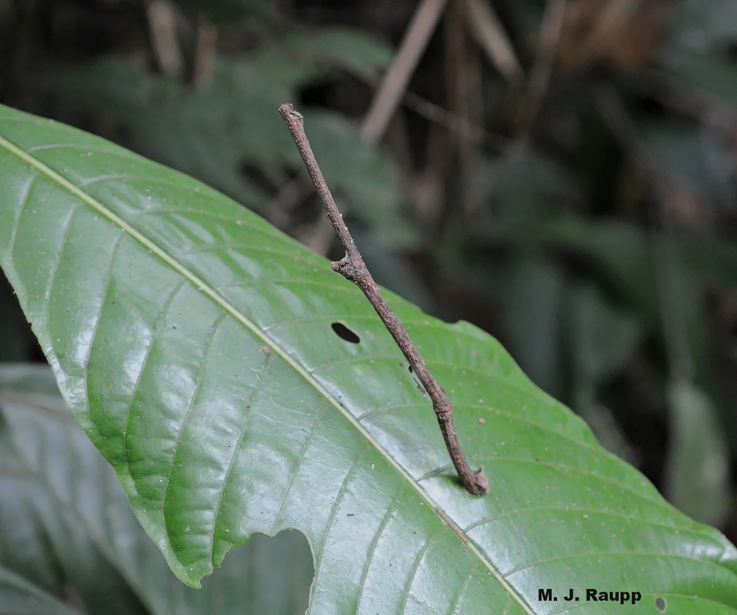 Fallen branches and twigs pierce or rest on leaves, providing many insects with an opportunity to evolve an appearance of inedibility to most insect-hunting predators.