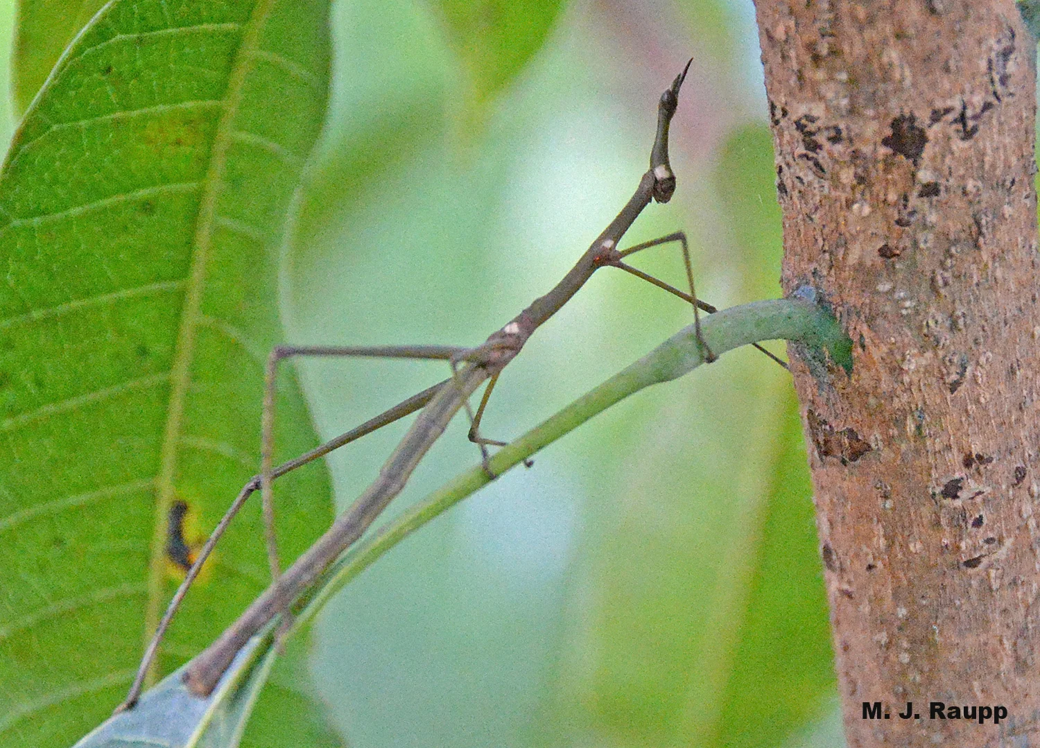 Stick-like appendages, elongated body and head help this horse-head grasshopper hide on the branch.