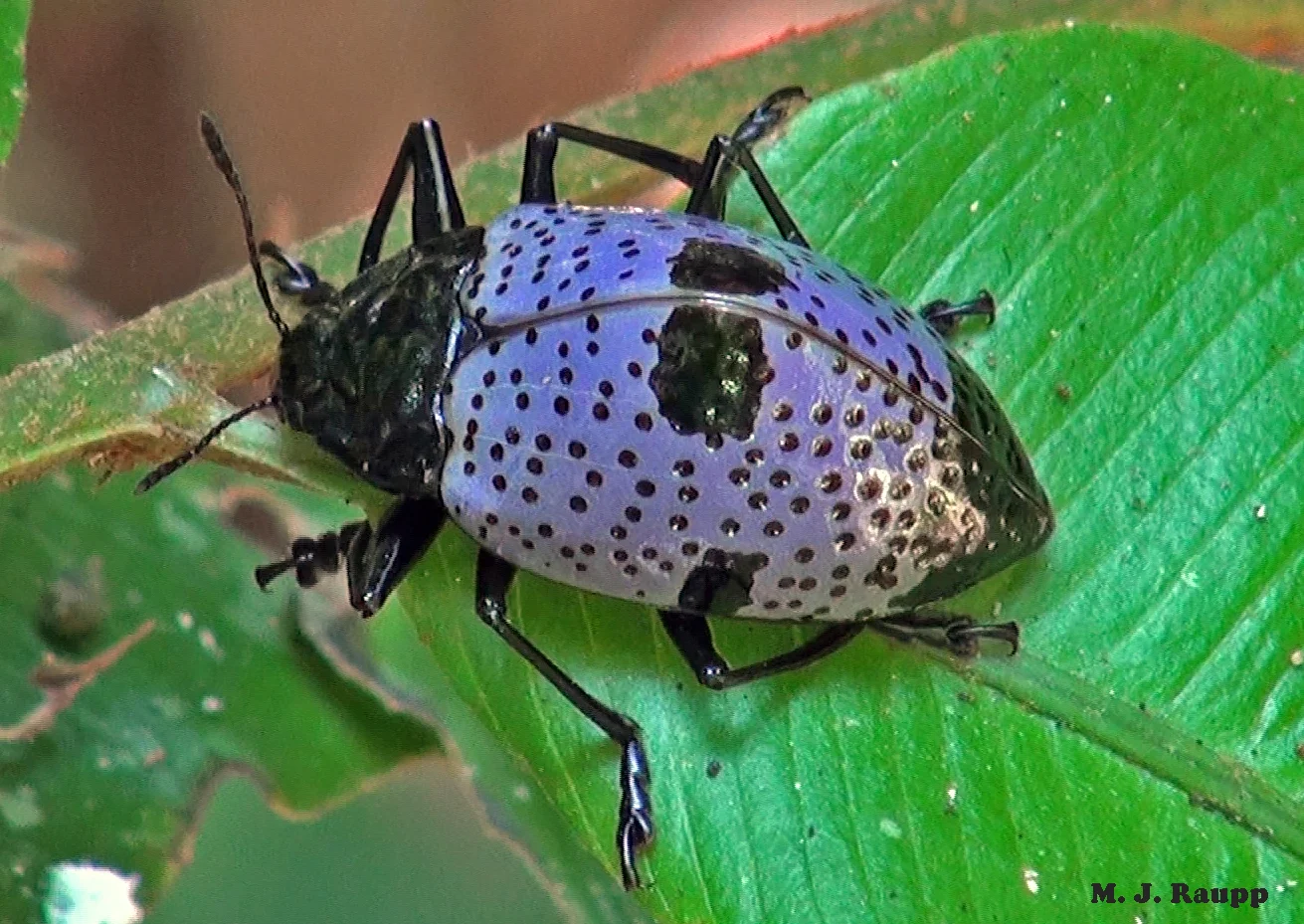 Gibbifer is one genus of spectacularly beautiful pleasing fungus beetles found in the Amazonian rainforest.