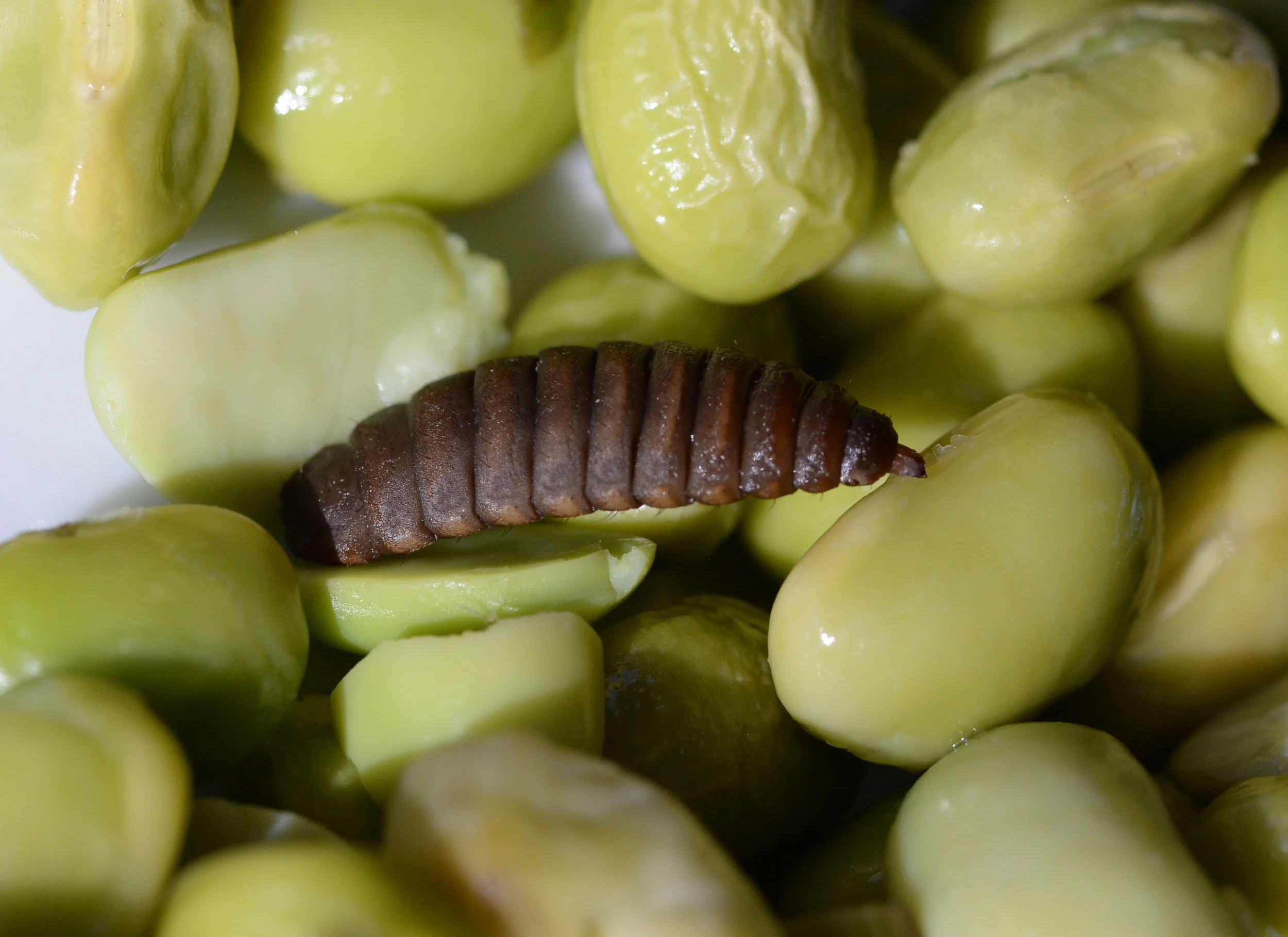 9soldierlarva1.jpg