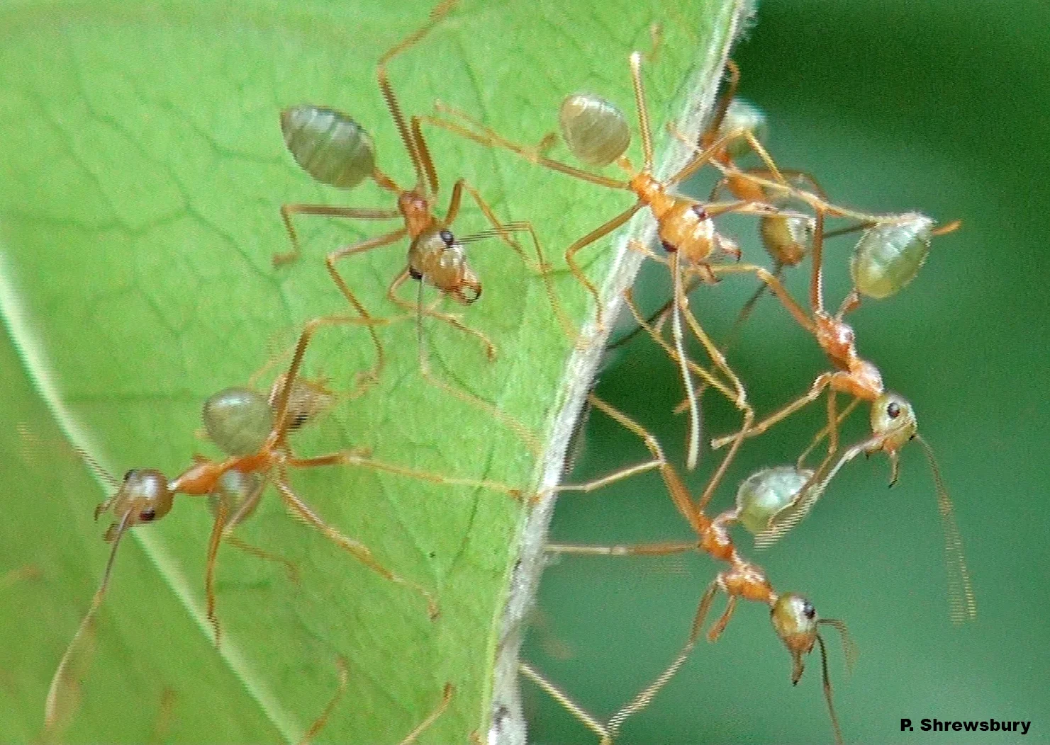 With jaws widespread, a major worker prepares to defend the colony.