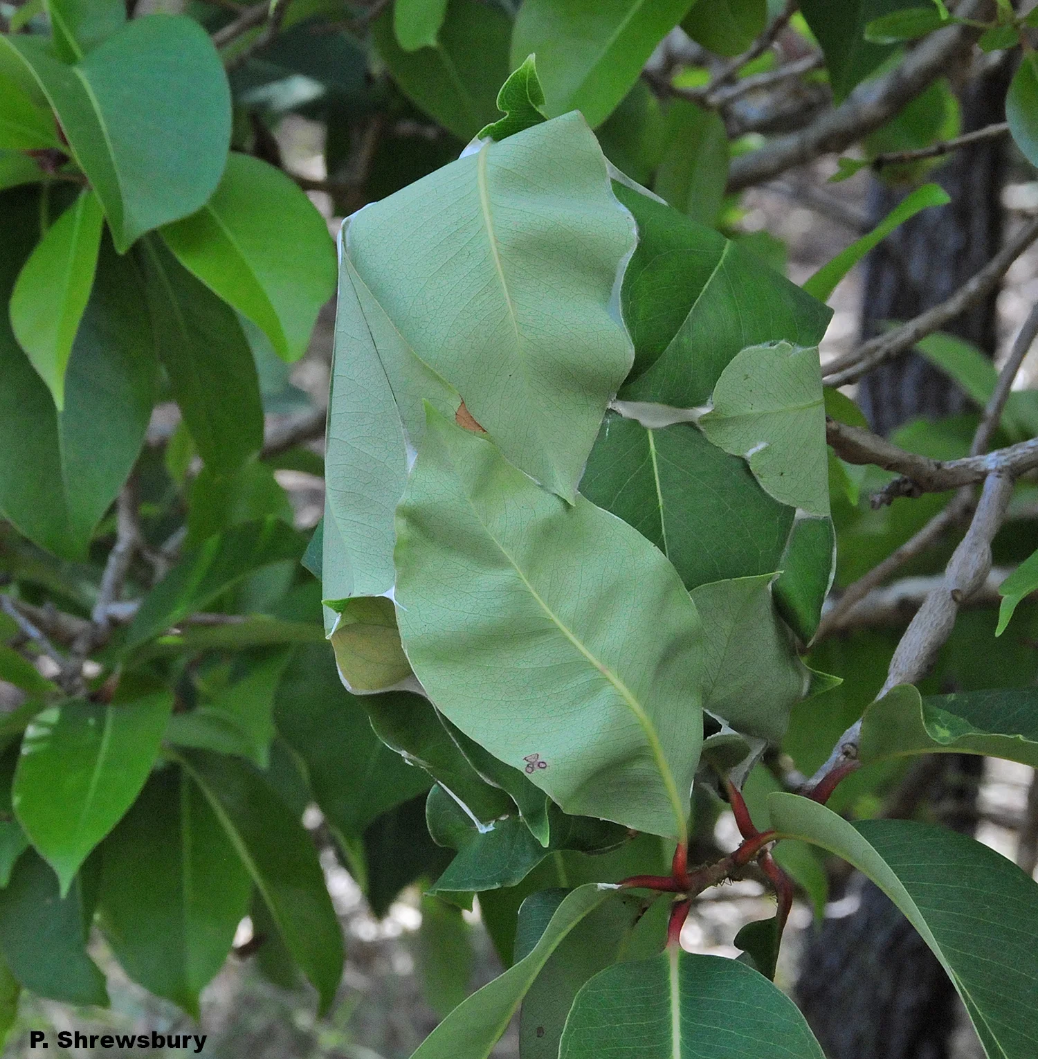 A single colony of green tree ants may consist of several smaller nests distributed in several trees.