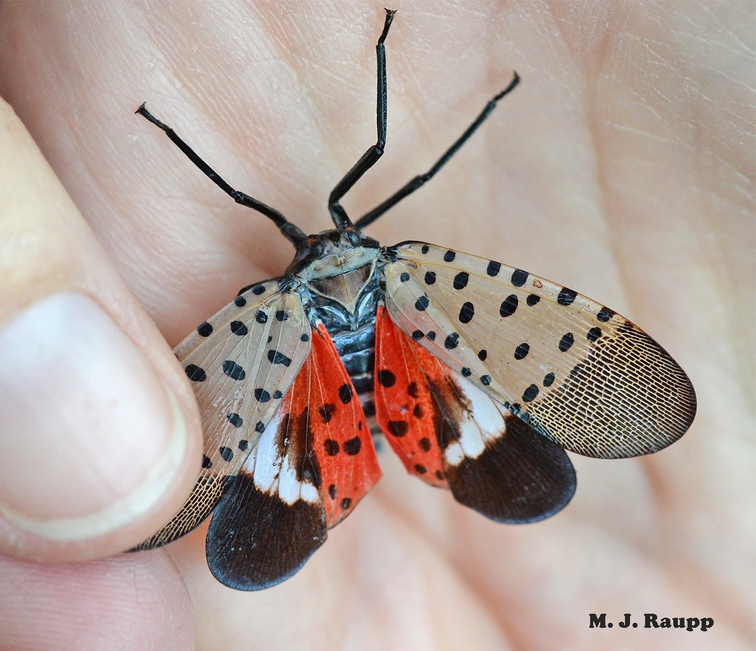 Spectacularly beautiful but nonetheless harmful, spotted lanternflies provide yet another challenge in the never ending battle with invasive species.