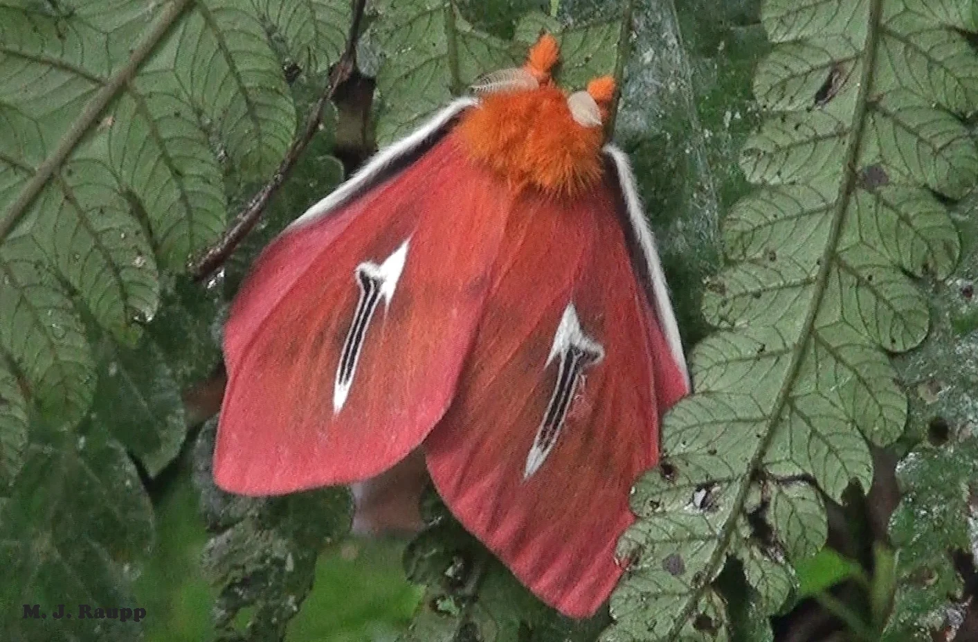 Cloud forests are home to unique and wonderful insects like the beautiful saturniid moth, Cerodirphia avenata.