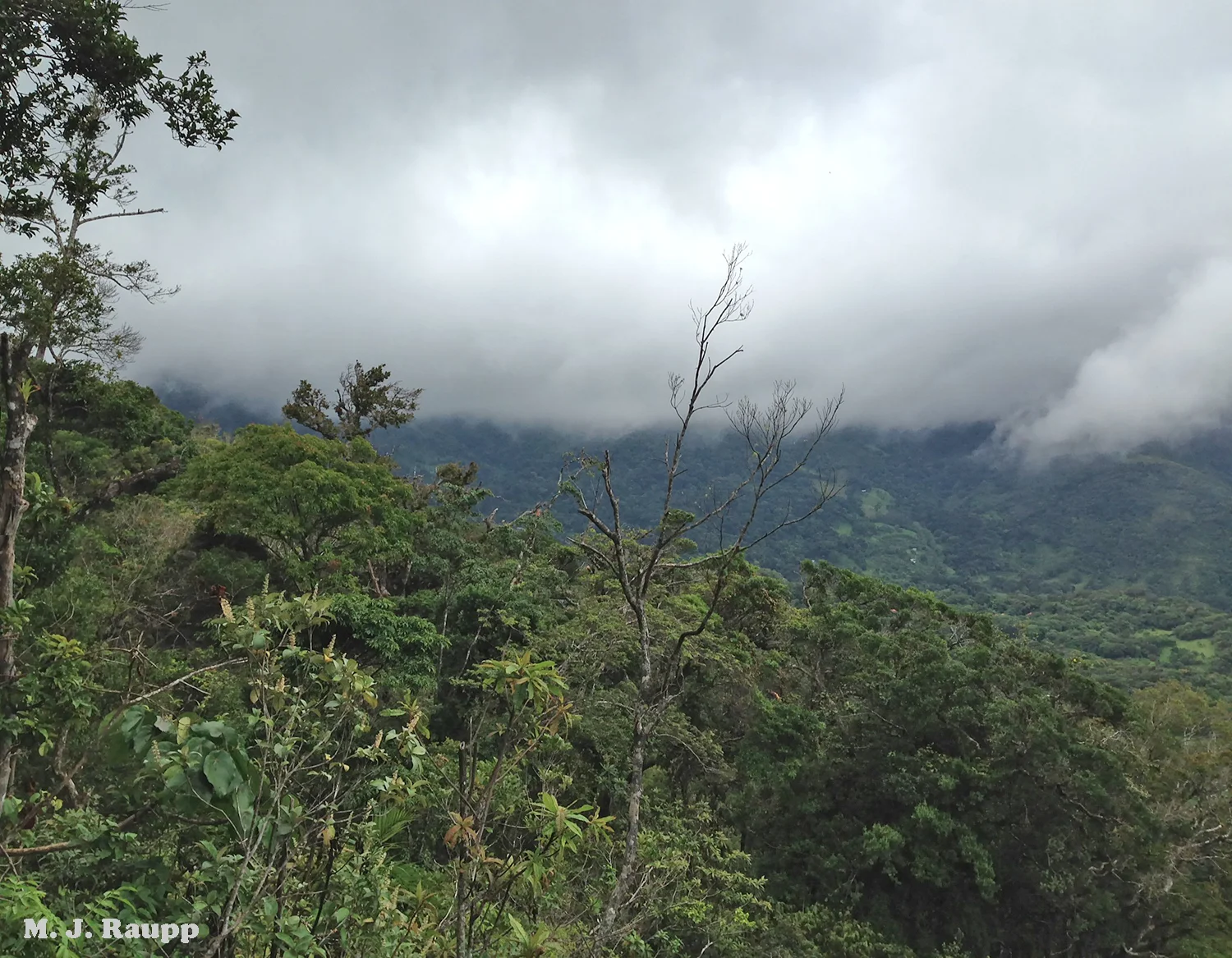 Moisture laden air from the lowlands condenses at higher elevations to form a cloud forest on a mountainside in Costa Rica. In a warming world what will be the fate of bio-rich cloud forests?